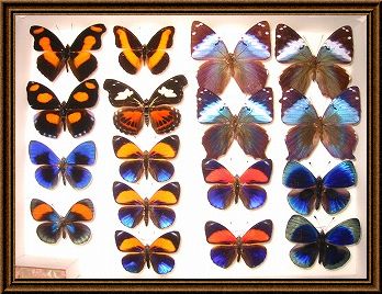 蝶の標本写真1_1