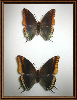 蝶の標本写真1_5