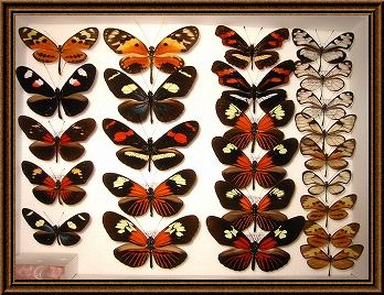 蝶の標本写真1_2