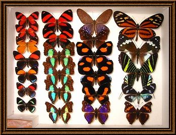 蝶の標本写真1_3