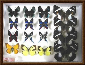 蝶の標本写真2_3