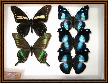 蝶の標本写真2_4