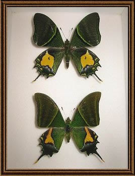 蝶の標本写真2_5