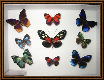 蝶の標本写真1_4