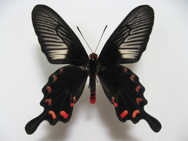 �R�[�u�G�A�x�j�����A�Q�n