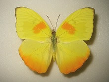 シロ蝶 標本 -シロチョウ-